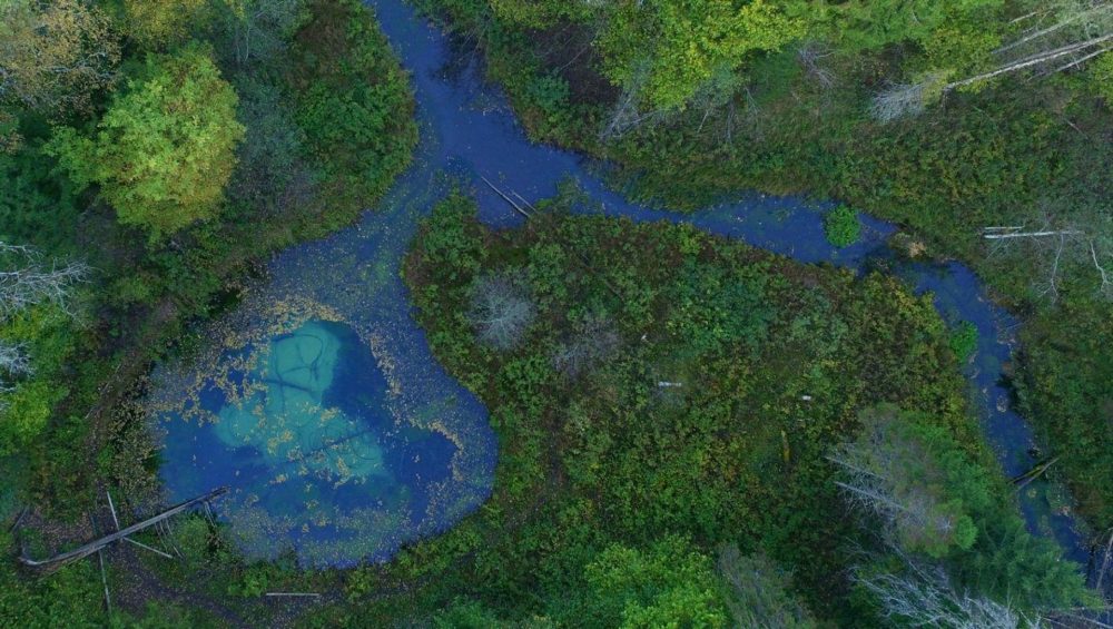 Aerial view of a winding waterway surrounded by lush green vegetation and scattered autumn leaves, creating a serene natural landscape.