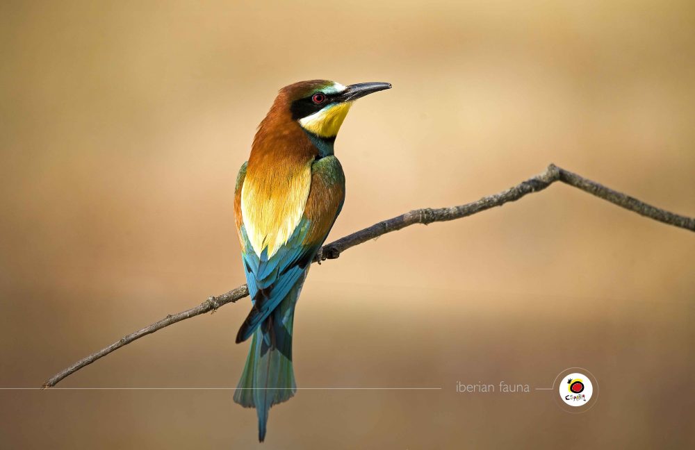 A colorful bee-eater bird perched on a branch, showcasing vibrant brown, green, and blue feathers against a soft, neutral background.