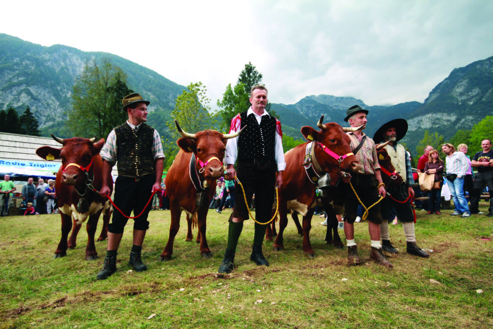 Have you ever gone to a CowsBall? You can in Slovenia!