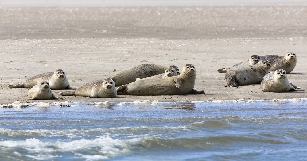 North Sea: Seals resting on sandbank in Lower Saxony Wadden Sea National Park; UNESCO World Heritage Site © Lookphotos/Konrad Wothe