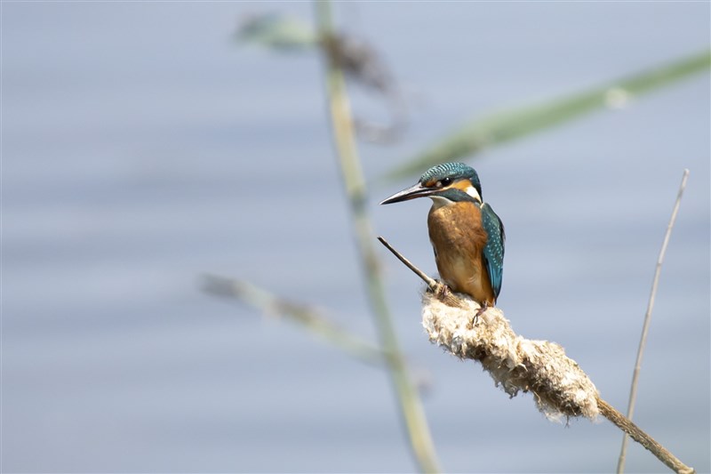 Imagine spotting a colorful kingfisher perched on a cattail, waterside at Oostvaardersplassen