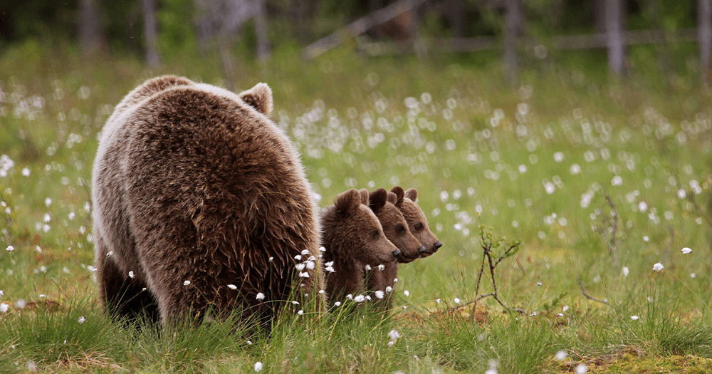Bear-watching: observe the shy population of bears across Finland and get a close-up glimpse into nature.