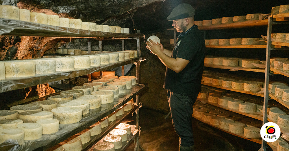 Cheesemaker inspecting wheels of Cabrales cheese ageing in a natural cave in Asturias, northern Spain — traditional artisanal cheese production.