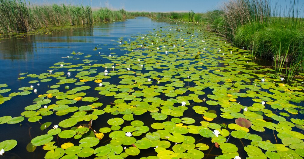 The Danube Delta. ©Ministry of Economy, Entrepreneurship and Tourism