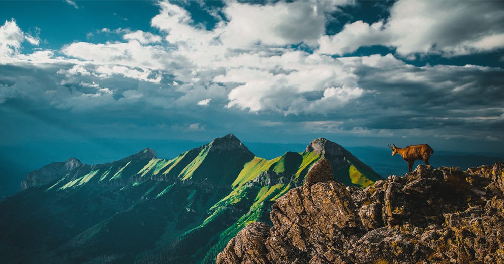 Goat spotted in the Western Tatras of Slovakia