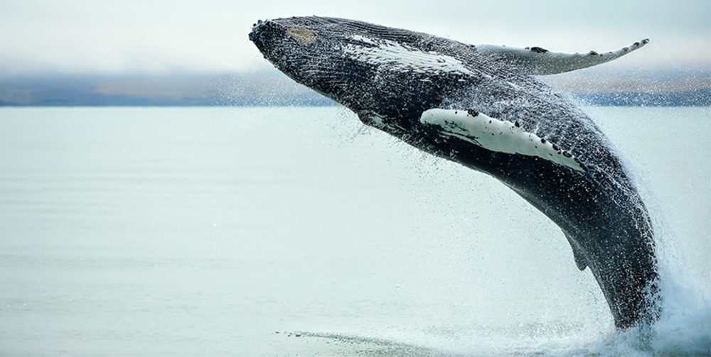 Iceland's majestic whales