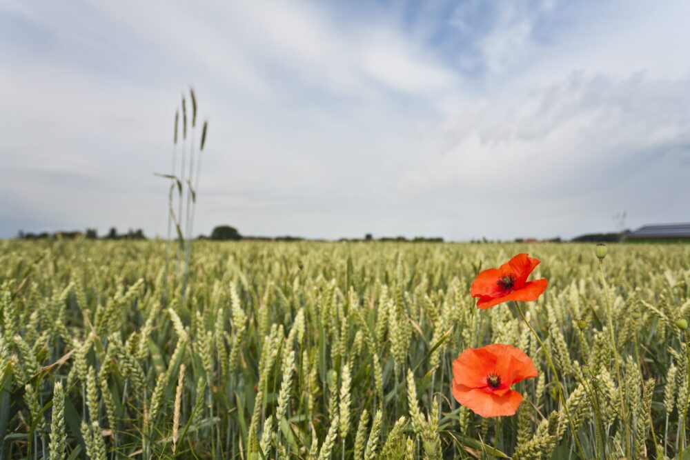 The poppy, eternal symbol of Flanders Fields, Belgium