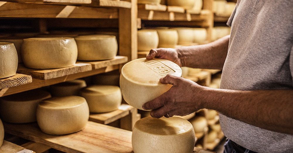 Artisan cheese wheels aging on wooden shelves, with a cheesemaker inspecting Pag cheese in Croatia.
