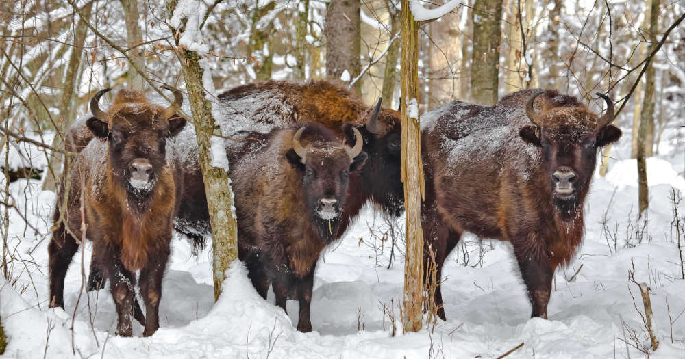 European bisons in Białowieski National Park ©Polish Tourism Organisation