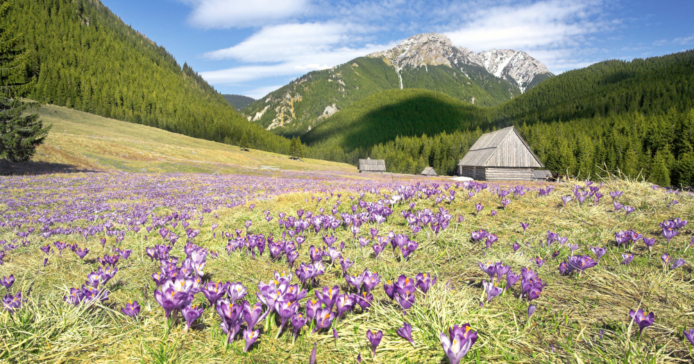 Flowery carpet of purple crocuses in Tatrzański National Park. ©Polish Tourism Organisation