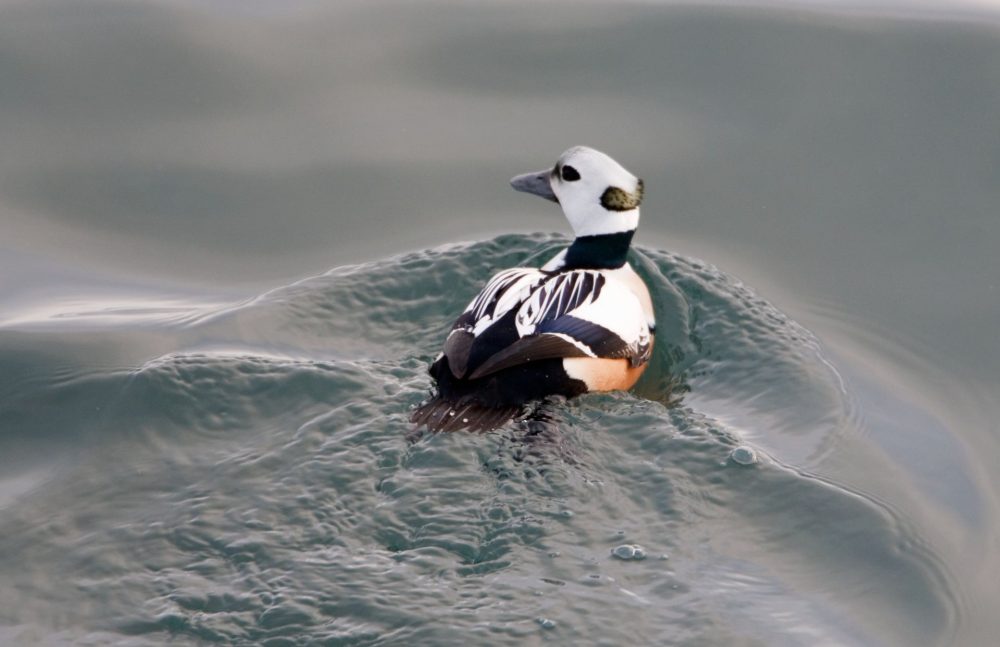A male long-tailed duck swims gracefully on calm water, showcasing its striking black, white, and chestnut plumage.