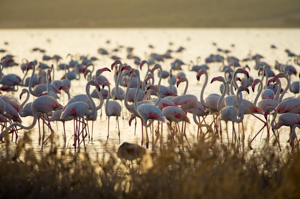 See thousands of birds and changing scenery at Doñana