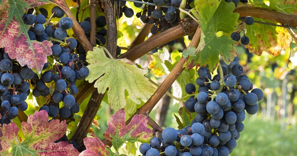 Glorious, noble grapes on the vine in Freiburg, © DZT/Francesco Carovillano.