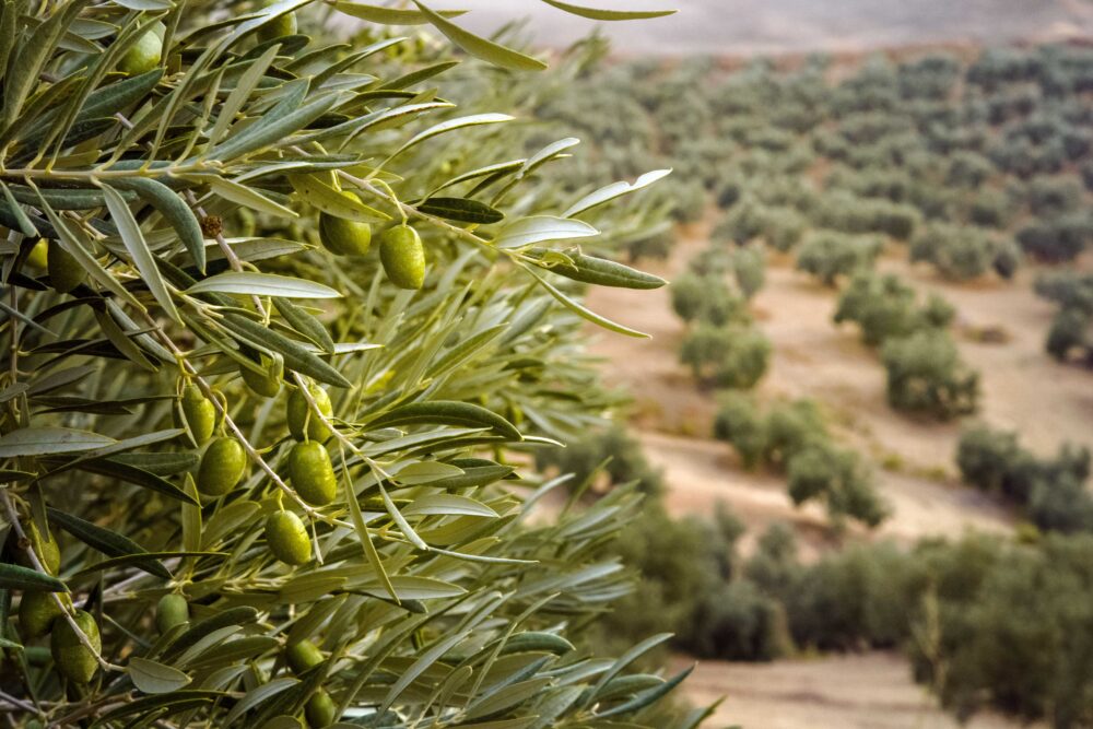 Olive oil is the liquid gold that adds a subtle or strong flavor to many Spanish recipes