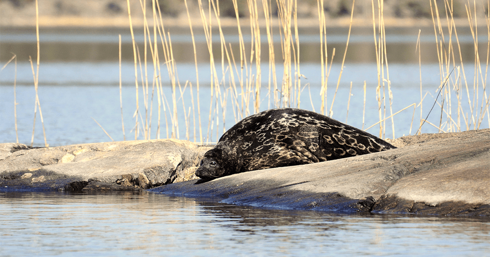 You can see the rare Saimaa Ringed Seal only at Lake Saimaa, Finland’s biggest lake.