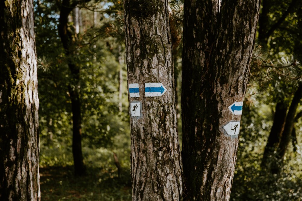 Iconic Blue Trail signage on trees at Nagymező