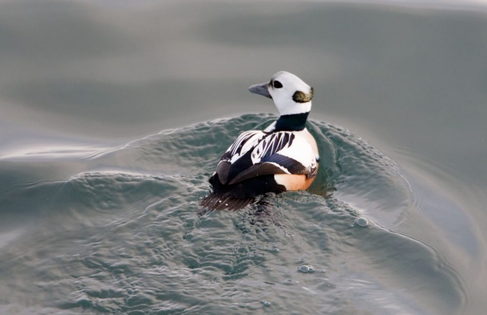 Steller's eider duck swimming on a calm water surface.