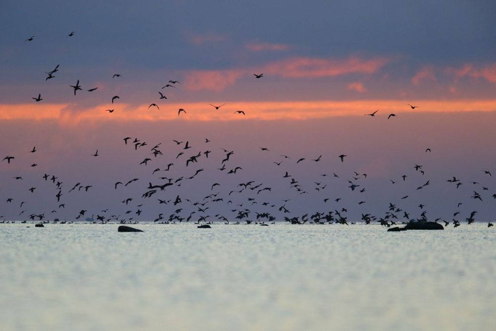 Seabirds flying above water at dusk with a pink-hued sky in the background.