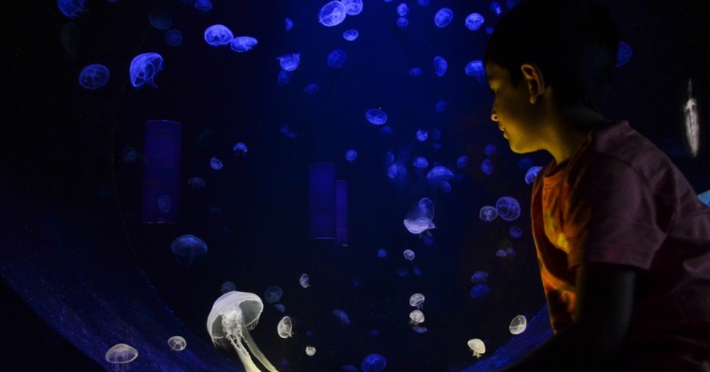 A kid enjoying the palming dance of jelly-fishes!