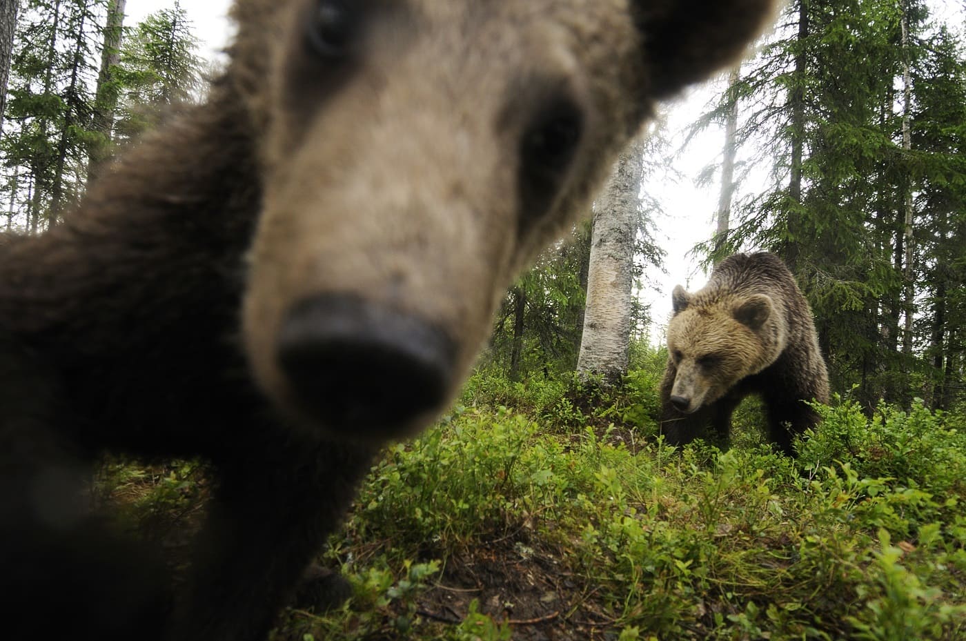 Parler aux ours dans la taïga sauvage (Finlande) 