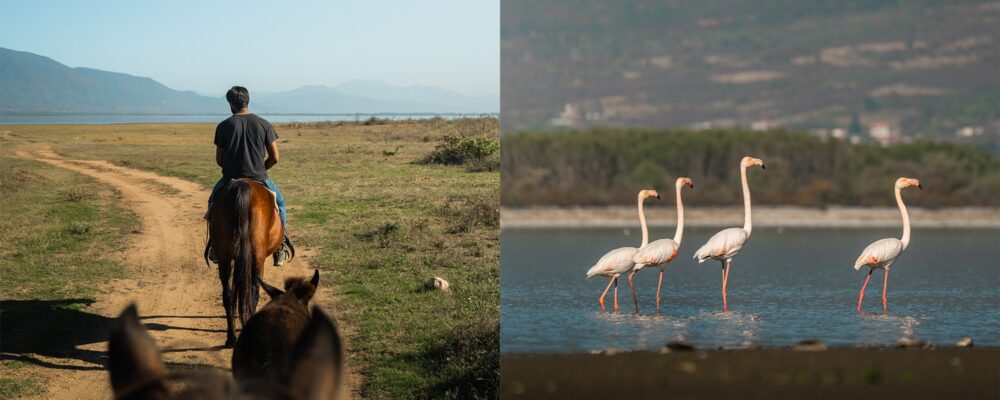 Horseriding and flamingo spotting at Lake Kerkini, Greece