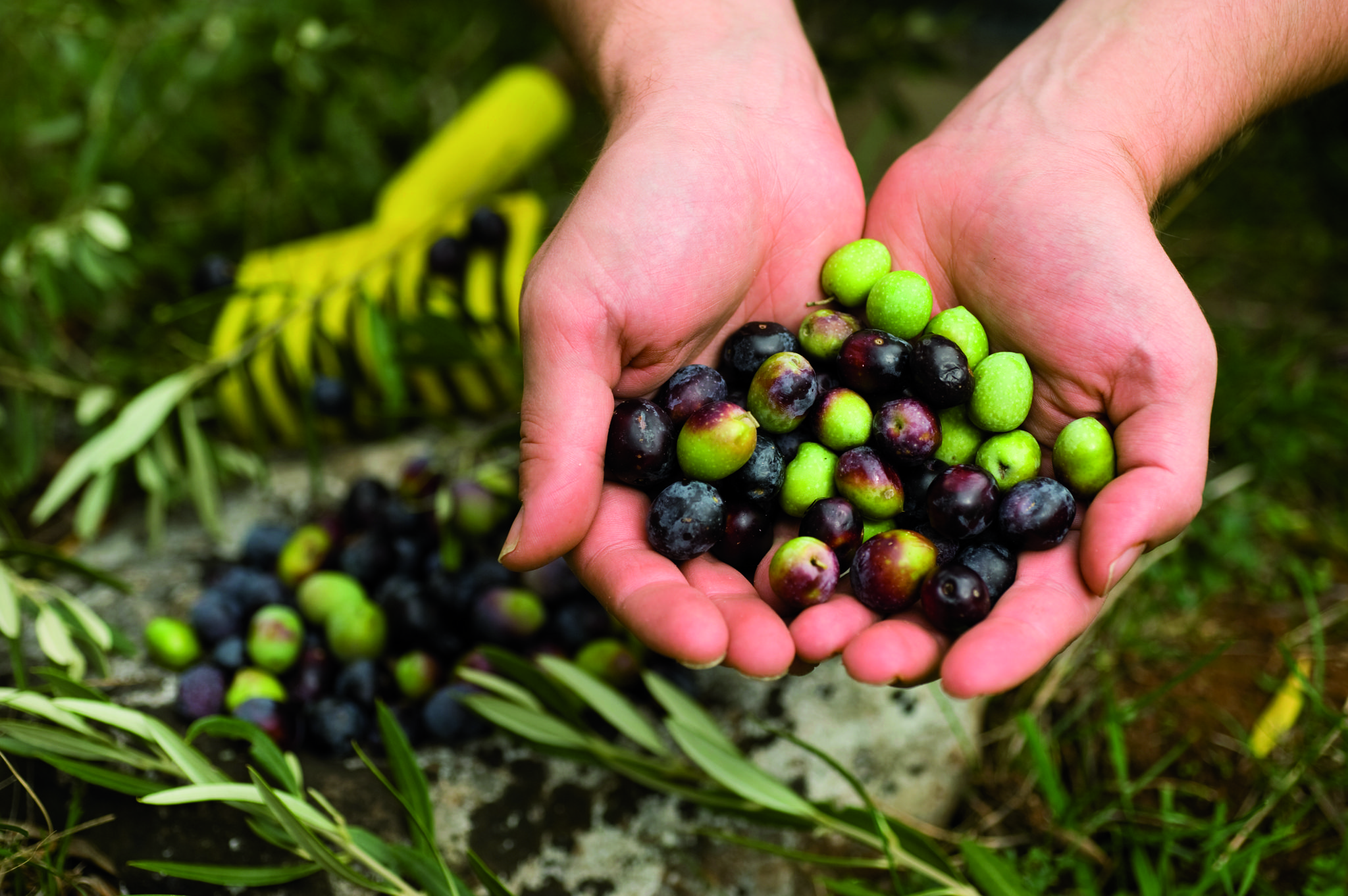 The routes of the olive tree Visit Europe