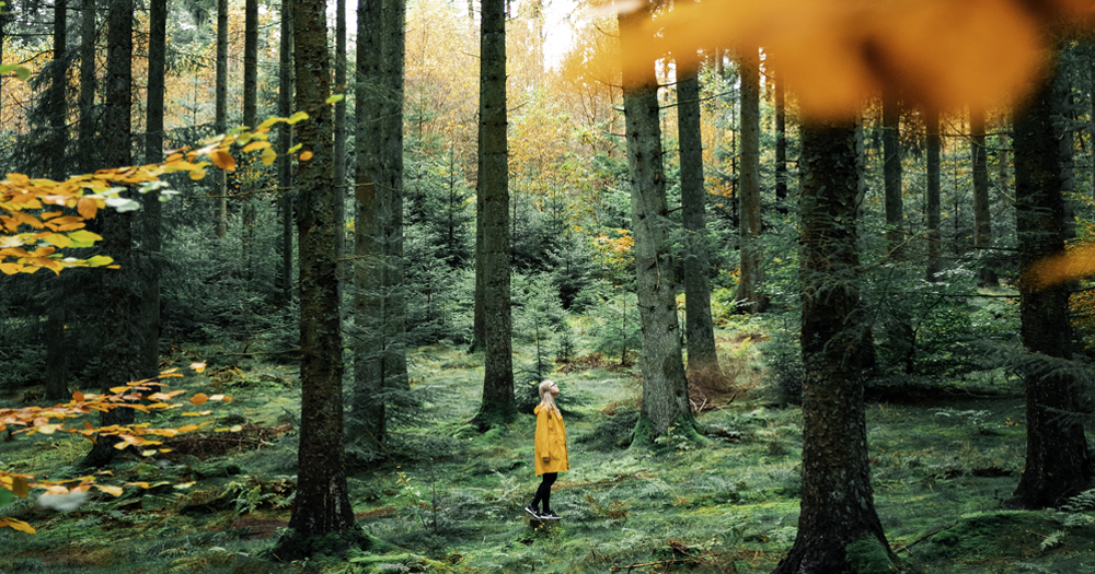 Autumn in Rold Forest, Denmark, with green and orange foliage, a girl in a yellow coat wandering through the trees.