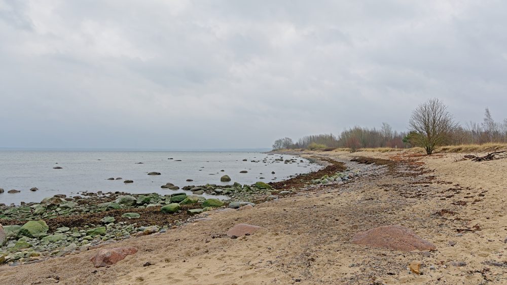 A serene coastal landscape on the Paljassaare Peninsula in Tallinn, Estonia, featuring a sandy beach with scattered rocks and seaweed. The calm waters of the Baltic Sea stretch to the horizon under a cloudy sky, while sparse trees and dry grasses line the shore, creating a tranquil, untouched natural scene.